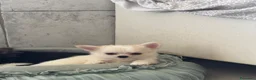 Chihuahua cani in vendita: Chihuahua maschio pelo lungo - Annuncio 4