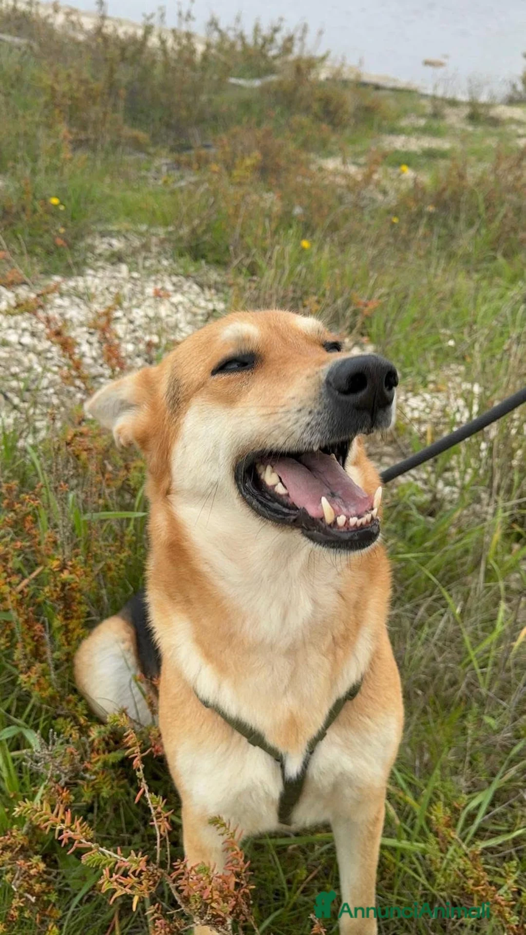 Meticcio cani in regalo: Betty - Annuncio 3