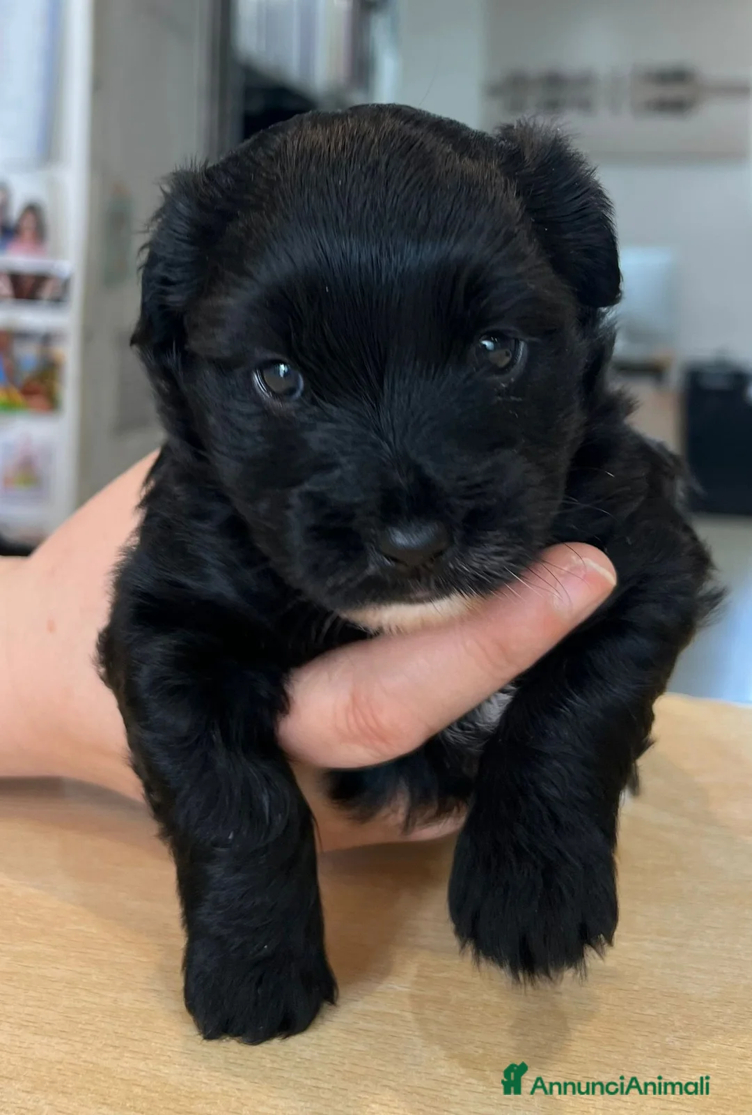 Meticcio cani in regalo: LILLY e NELLY a Città metropolitana di Roma Capitale - Annuncio 2