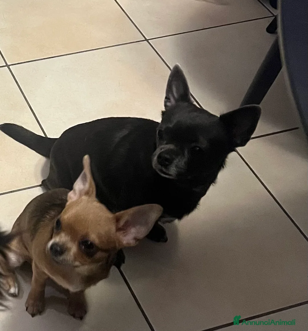Chihuahua cani in vendita: Femmina pedigree colore fulvo - Annuncio 1