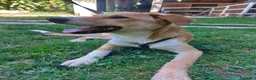 Meticcio cani in regalo: Dolly dolcissima cucciola a Città metropolitana di Milano - Annuncio 1
