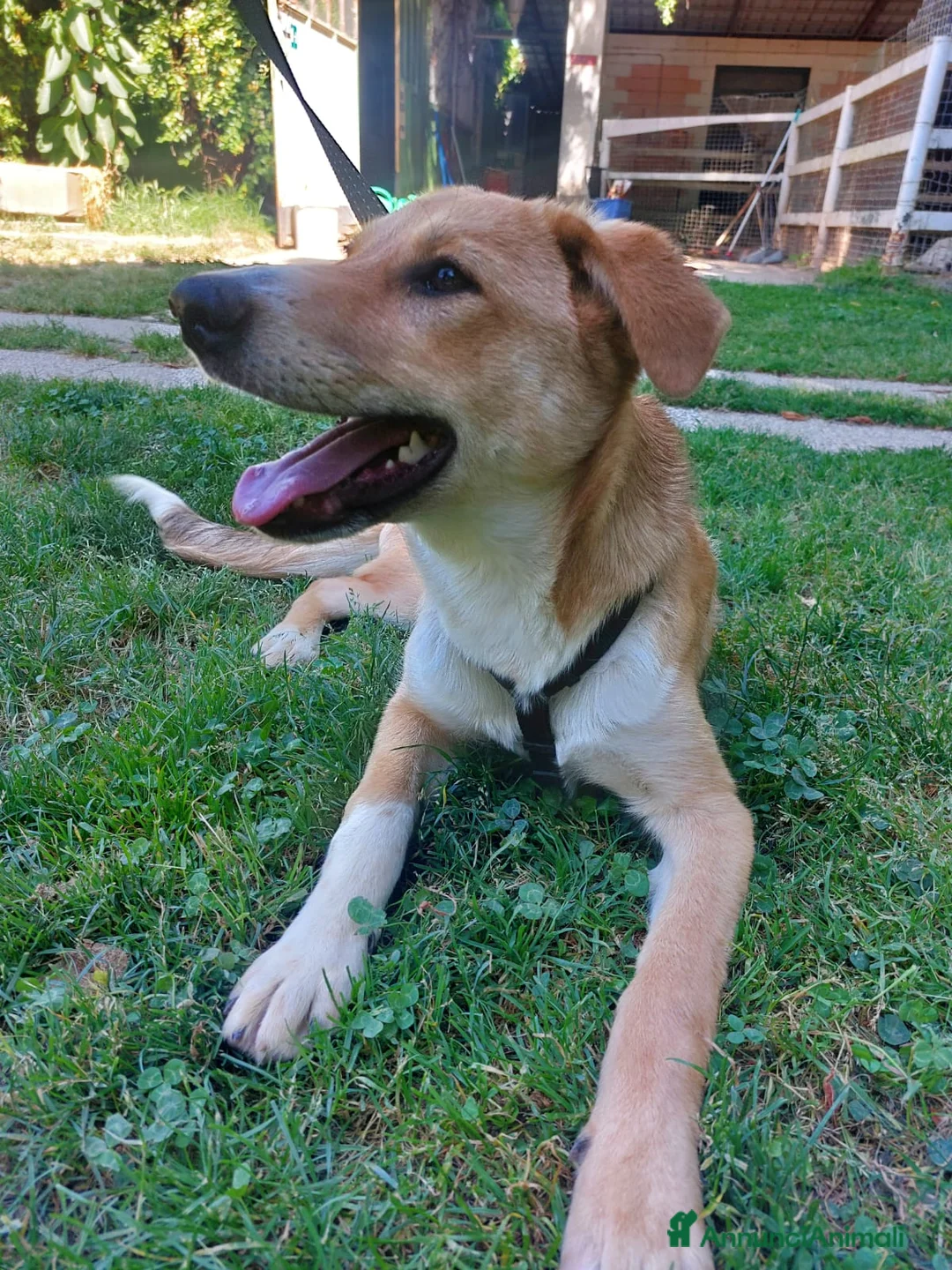 Meticcio cani in regalo: Dolly dolcissima cucciola a Città metropolitana di Milano - Annuncio 1
