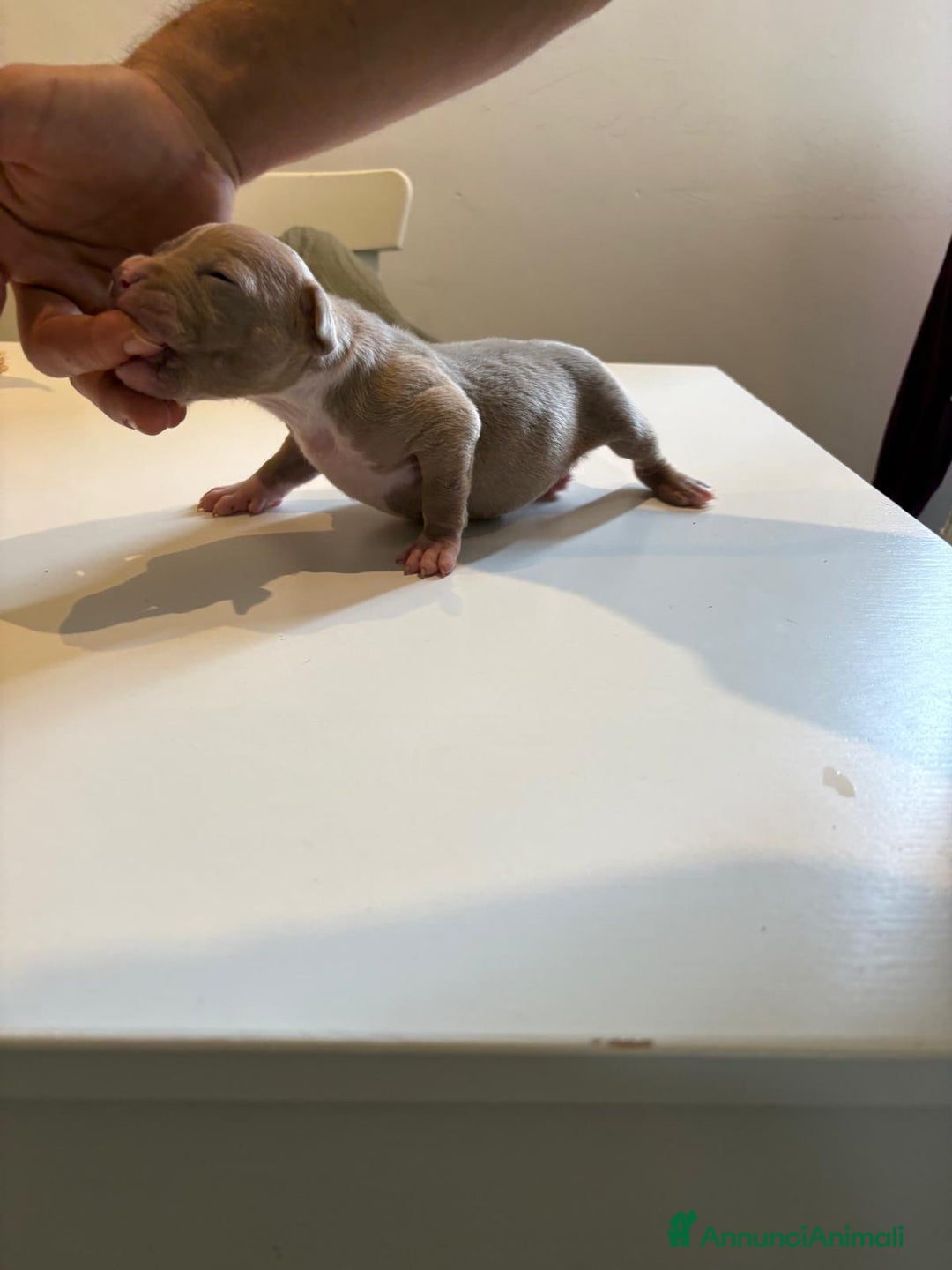 American Bully cani in vendita: American bully xl - Annuncio 12