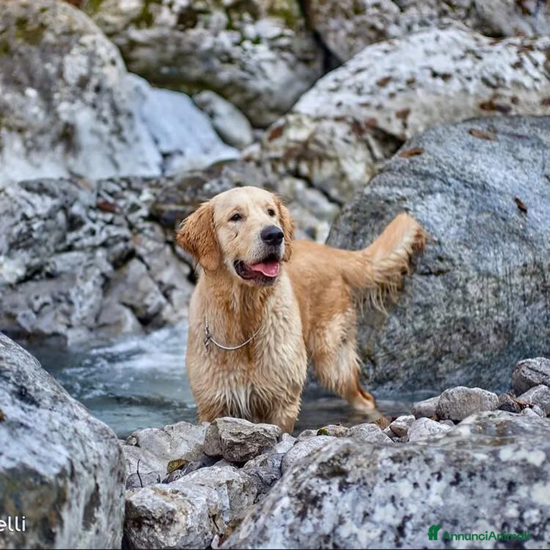 Golden Retriever cani per accoppiamento: Disponibile per accoppiamento - Annuncio 1