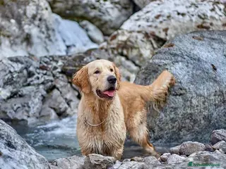 Golden Retriever cani Disponibile per accoppiamento - Annuncio 19