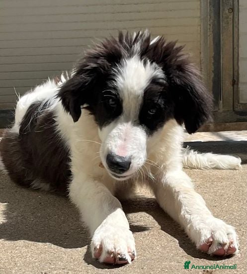 Meticcio cani ALBA e ORLANDO meravigliosi cuccioli tg grande - Annuncio 1