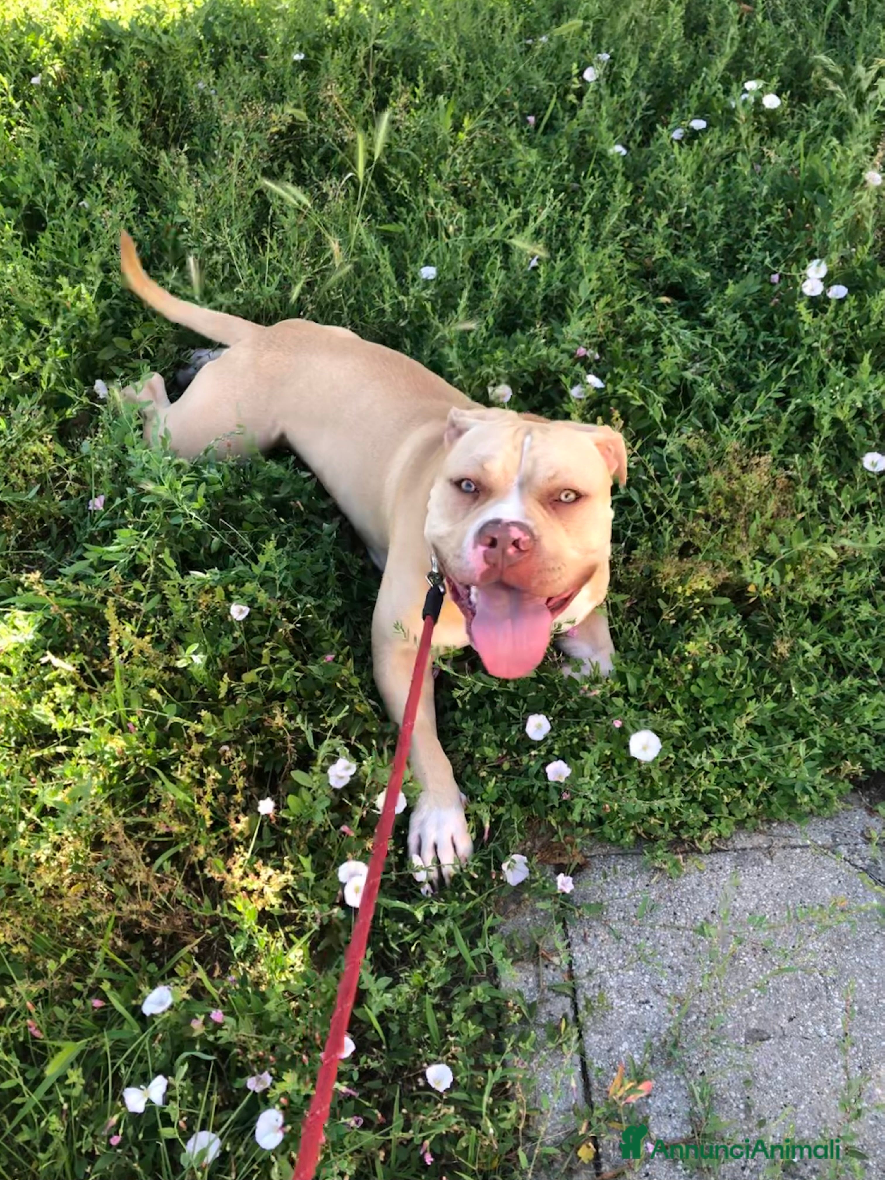 Pitbull cani PITBULL RED NOSE - REGALO - Annuncio 2