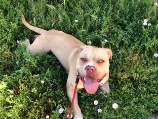 Pitbull cani PITBULL RED NOSE - REGALO - Annuncio 5