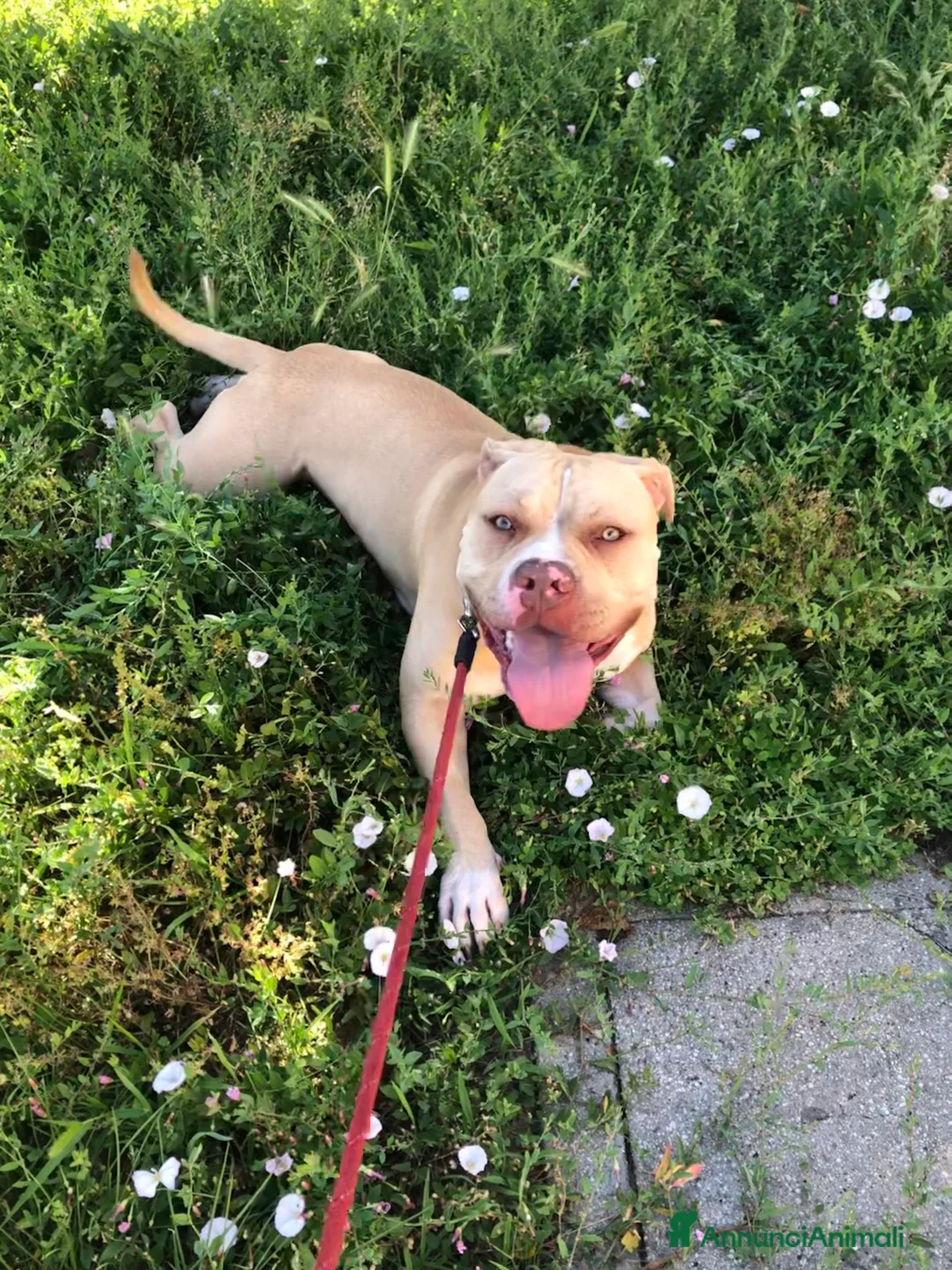 Pitbull cani in regalo: PITBULL RED NOSE - REGALO - Annuncio 1