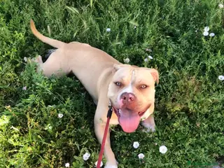 Pitbull cani PITBULL RED NOSE - REGALO - Annuncio 3