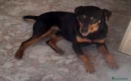 Meticcio gatti in regalo: Nero focato 4/5anni kg9 vissuto a catena OK GATTI a Città metropolitana di Milano - Immagine 1