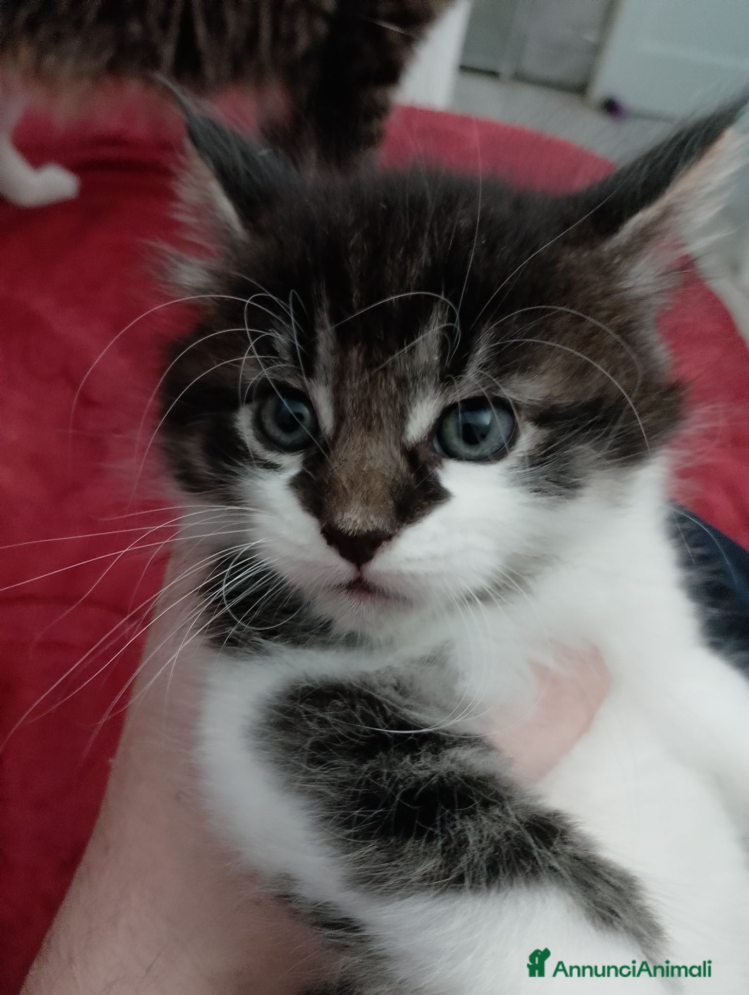 Maine Coon gatti Maschietto MaineCoon : Aquila - Annuncio 8