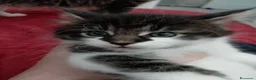 Maine Coon gatti in vendita: Maschietto MaineCoon : Aquila - Annuncio 1