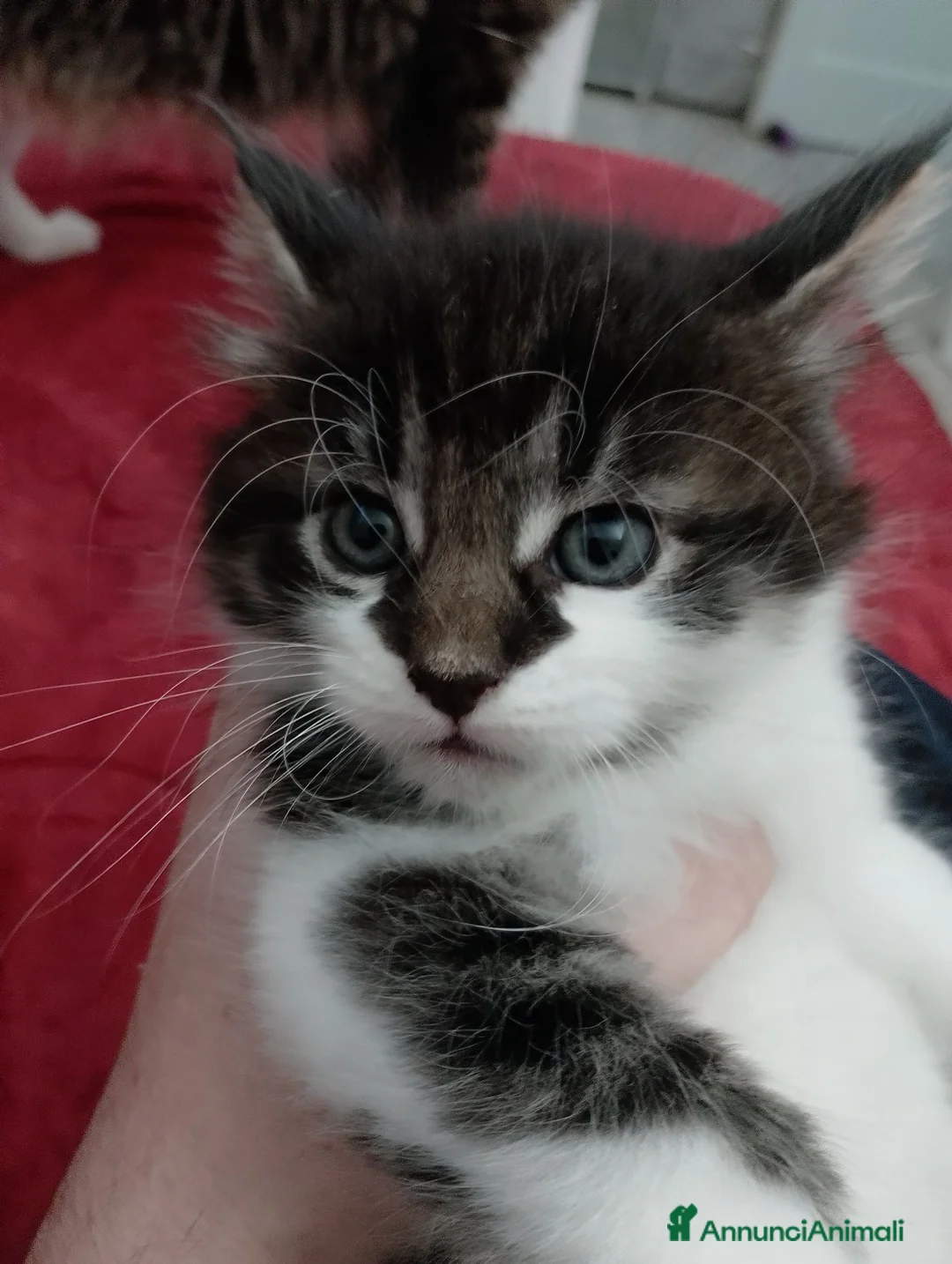 Maine Coon gatti in vendita: Maschietto MaineCoon : Aquila - Annuncio 1