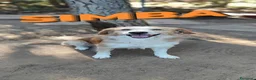 Meticcio cani in regalo: Simba aspetta te....per non vivere in canile - Annuncio 5