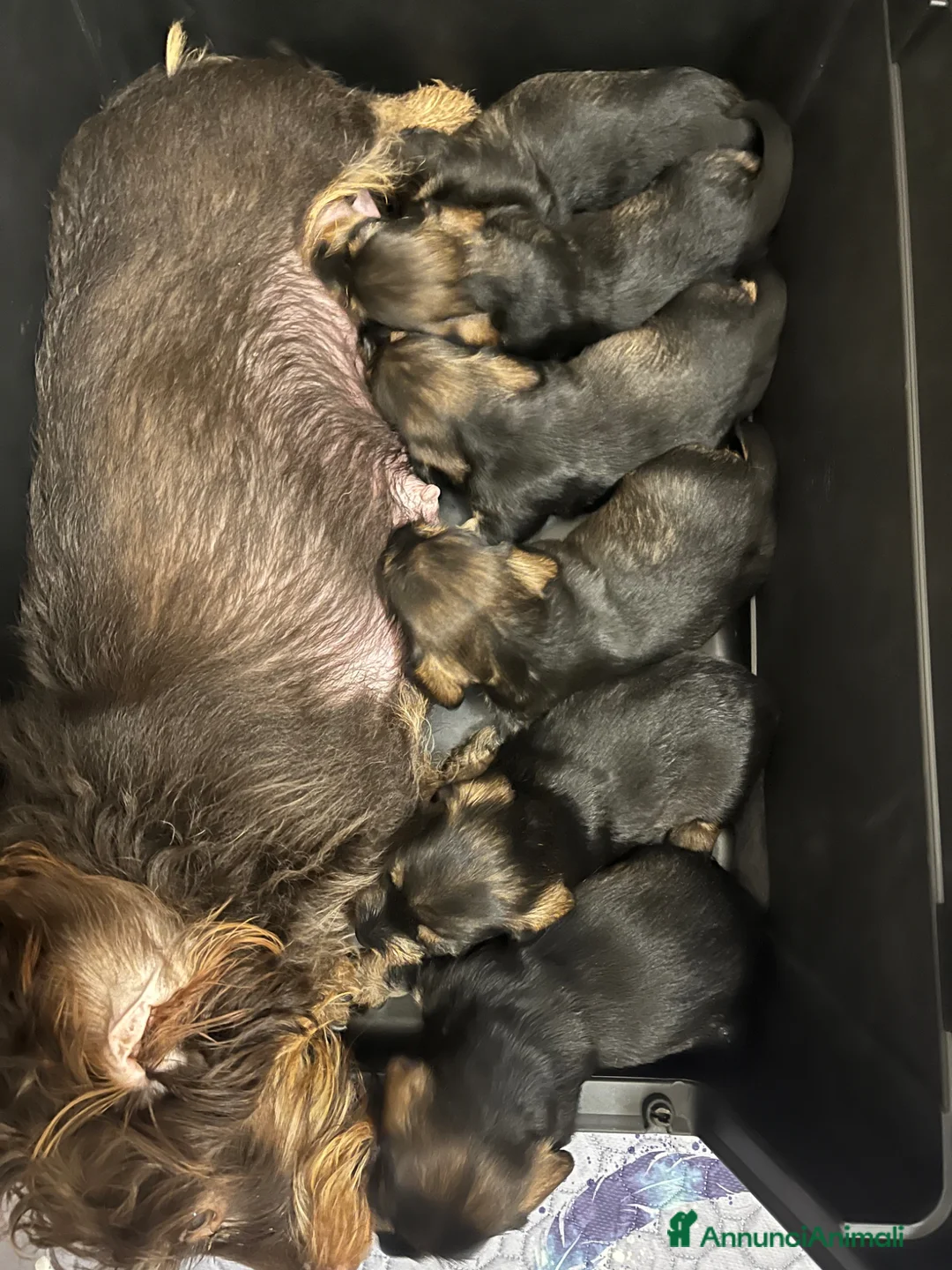 Bassotto cani in vendita: Bassotti a pelo duro taglia nana - Annuncio 9