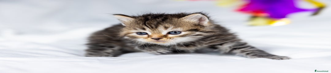 Siberiano Gattino 5