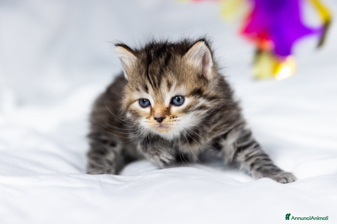 Siberiano gatti in vendita: Splendidi cuccioli gatto siberiano disponibili a Città Metropolitana di Torino - Immagine 3