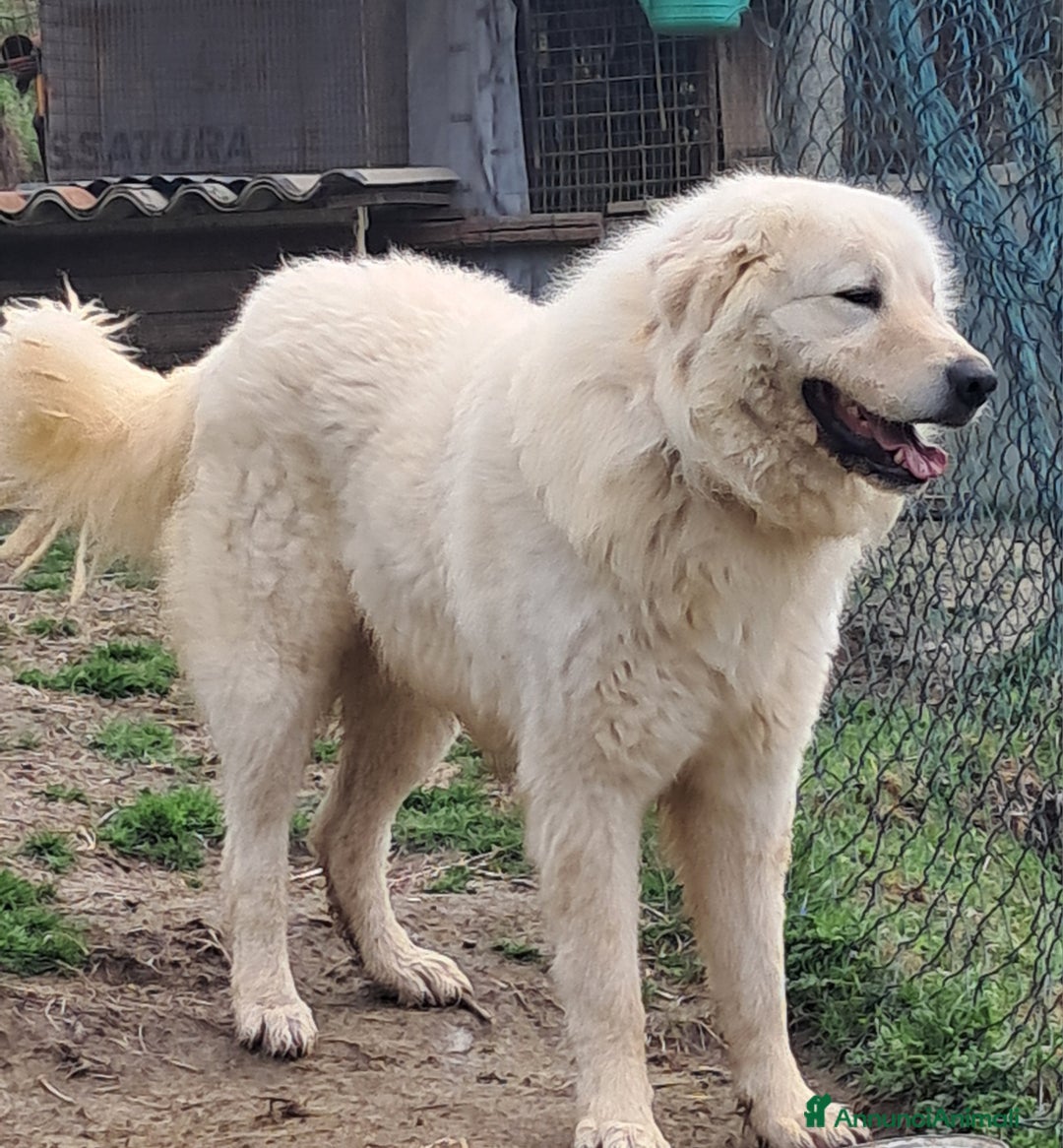 Pastore Maremmano cani in vendita: cuccioli di pastore Abruzzese  - Annuncio 13