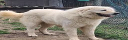 Pastore Maremmano cani in vendita: cuccioli di pastore Abruzzese  - Annuncio 13
