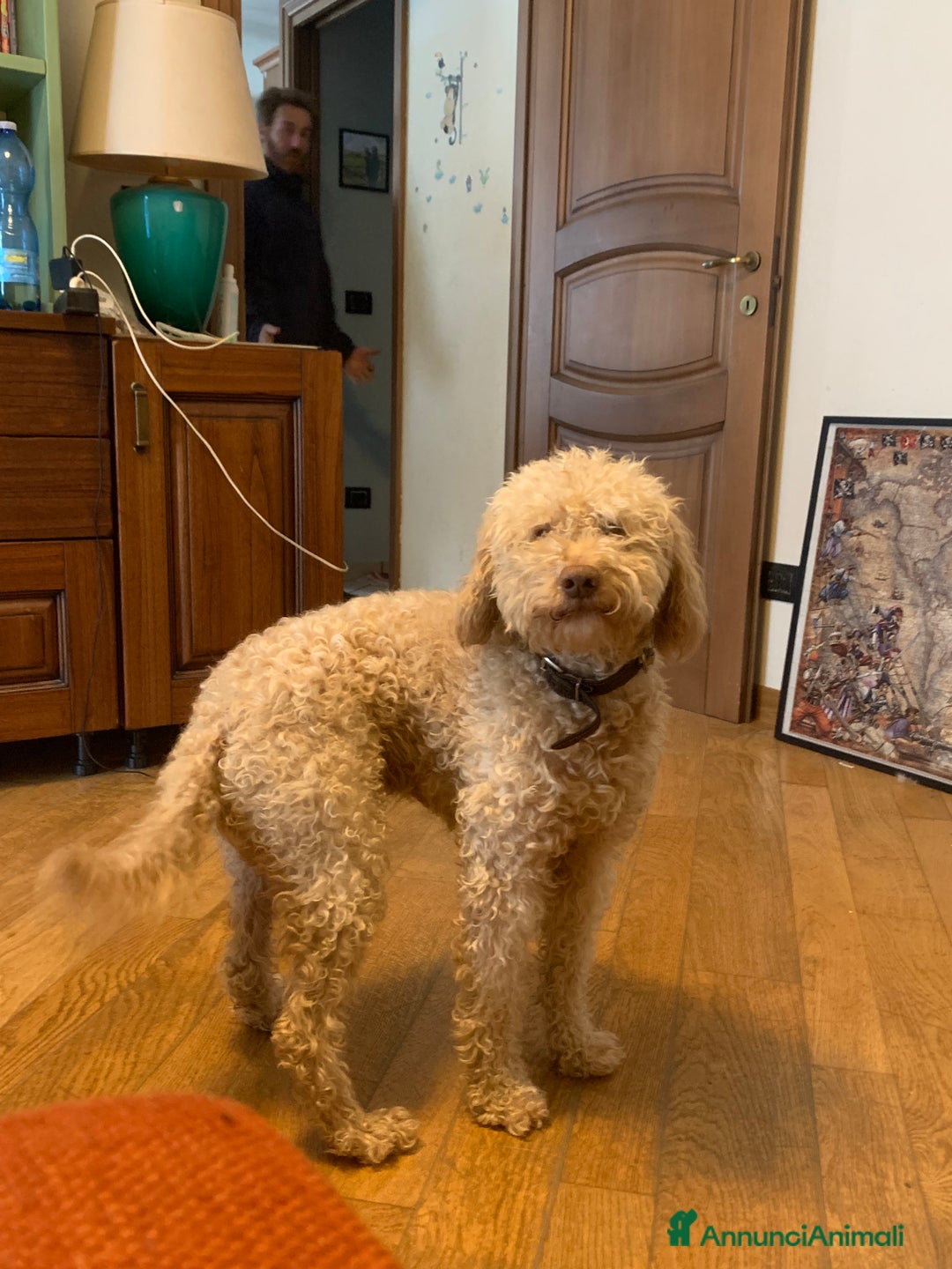 Lagotto cani per accoppiamento: Lagotto per accoppiamento  - Annuncio 1