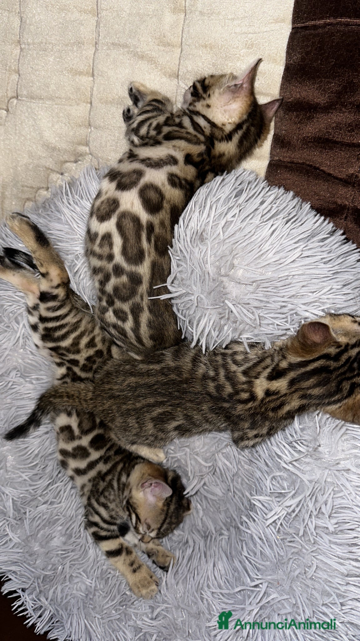 Bengala gatti Cuccioli bengala  - Annuncio 7