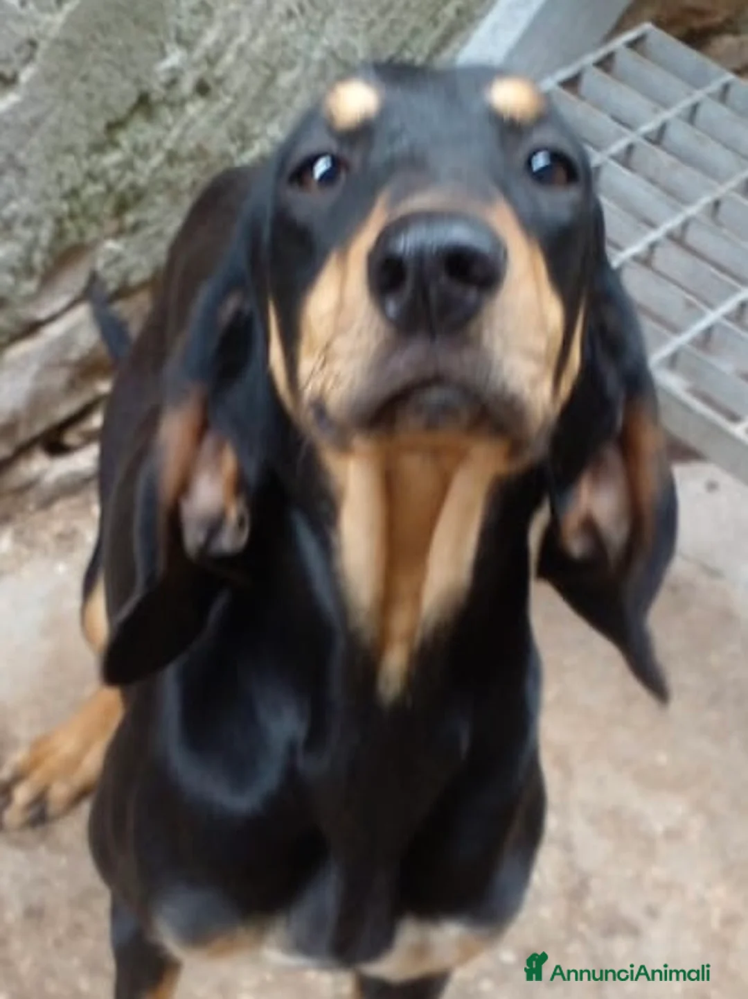 Segugio cani in vendita: Segugi italiani nero focato di alta genealogia  - Annuncio 2