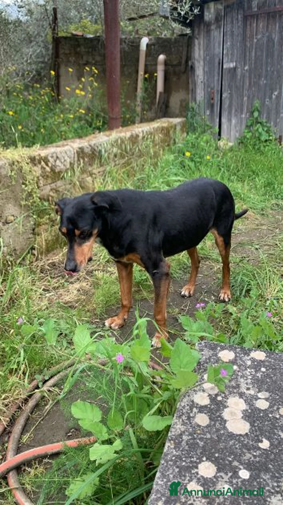 Segugio cani in regalo: FRITZ dolce segugio - Annuncio 3