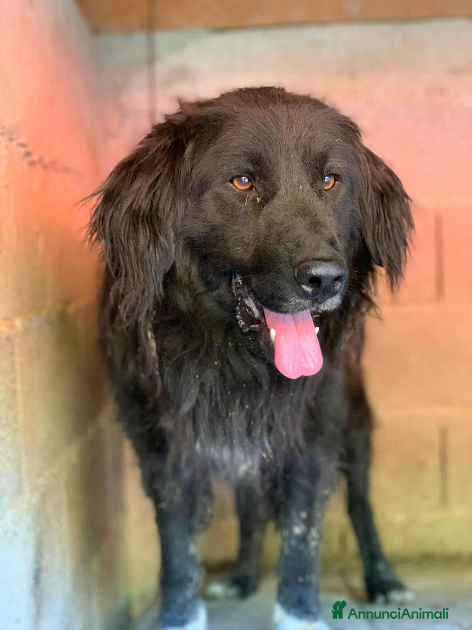 Meticcio cani KUMBA, dolce cagnolone ignorato da tutti. - Annuncio 35