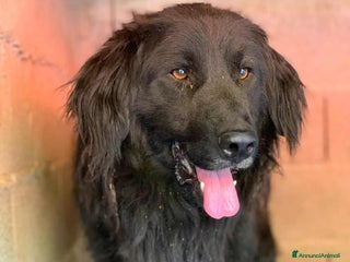 Meticcio cani KUMBA, dolce cagnolone ignorato da tutti. - Annuncio 33