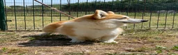 Corgi Pembroke cani in vendita: All.PAPILOVIT  - Annuncio 7