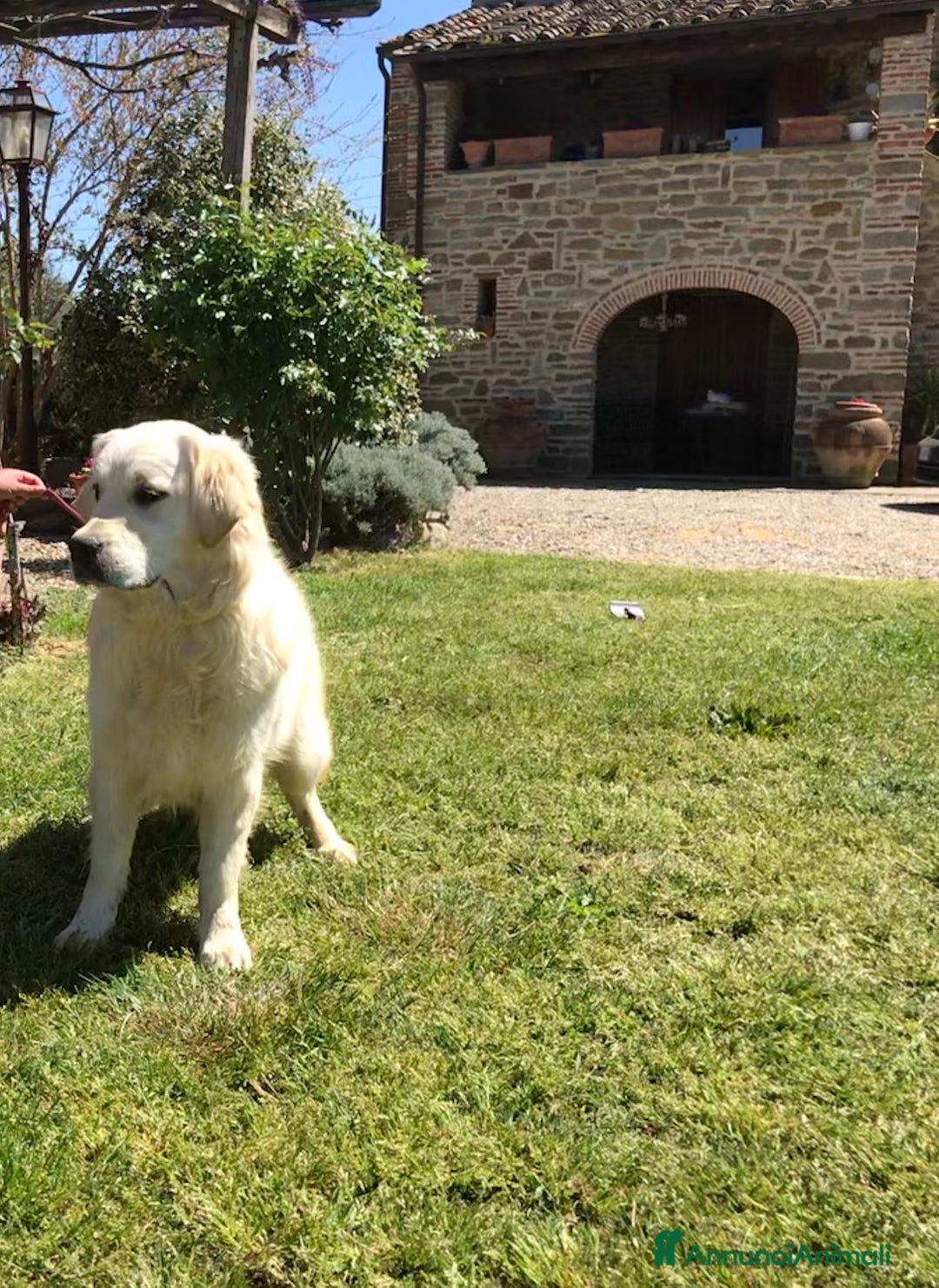 Golden Retriever cani in vendita: Golden retriever angloamericani - Annuncio 5