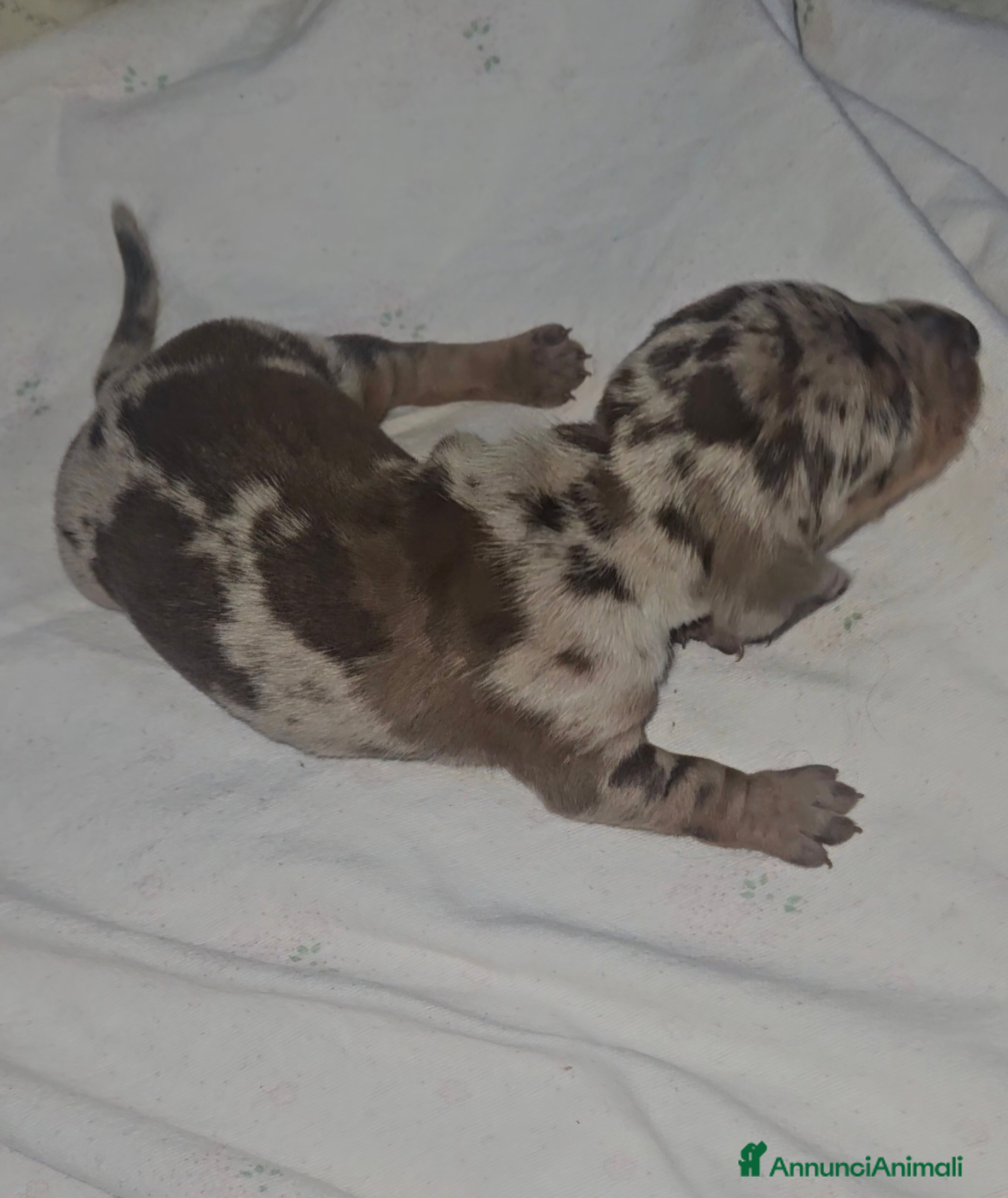 Bassotto cani Bassotto kaninchen cioccolato arlecchino  - Annuncio 8