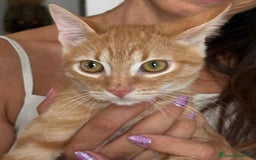 Europeo gatti in regalo: MIELE, di nome e di fatto 3/4 mesi - Immagine 4