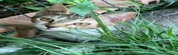 Meticcio gatti in regalo: 2 anni scarsi, dolce come lo zucchero  - Annuncio 3
