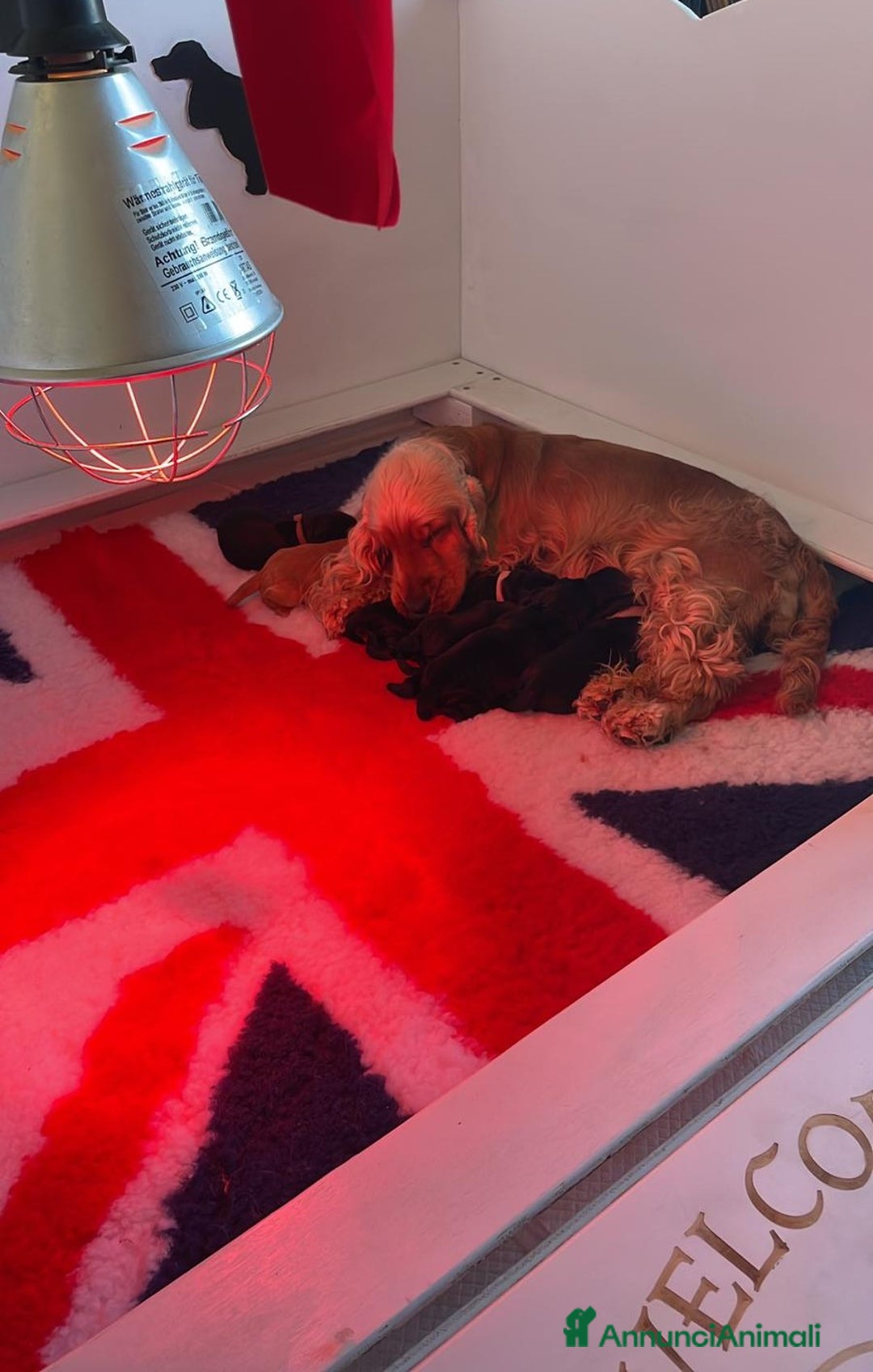 Cocker cani in vendita: cuccioli di cocker spaniel inglese - Annuncio 7