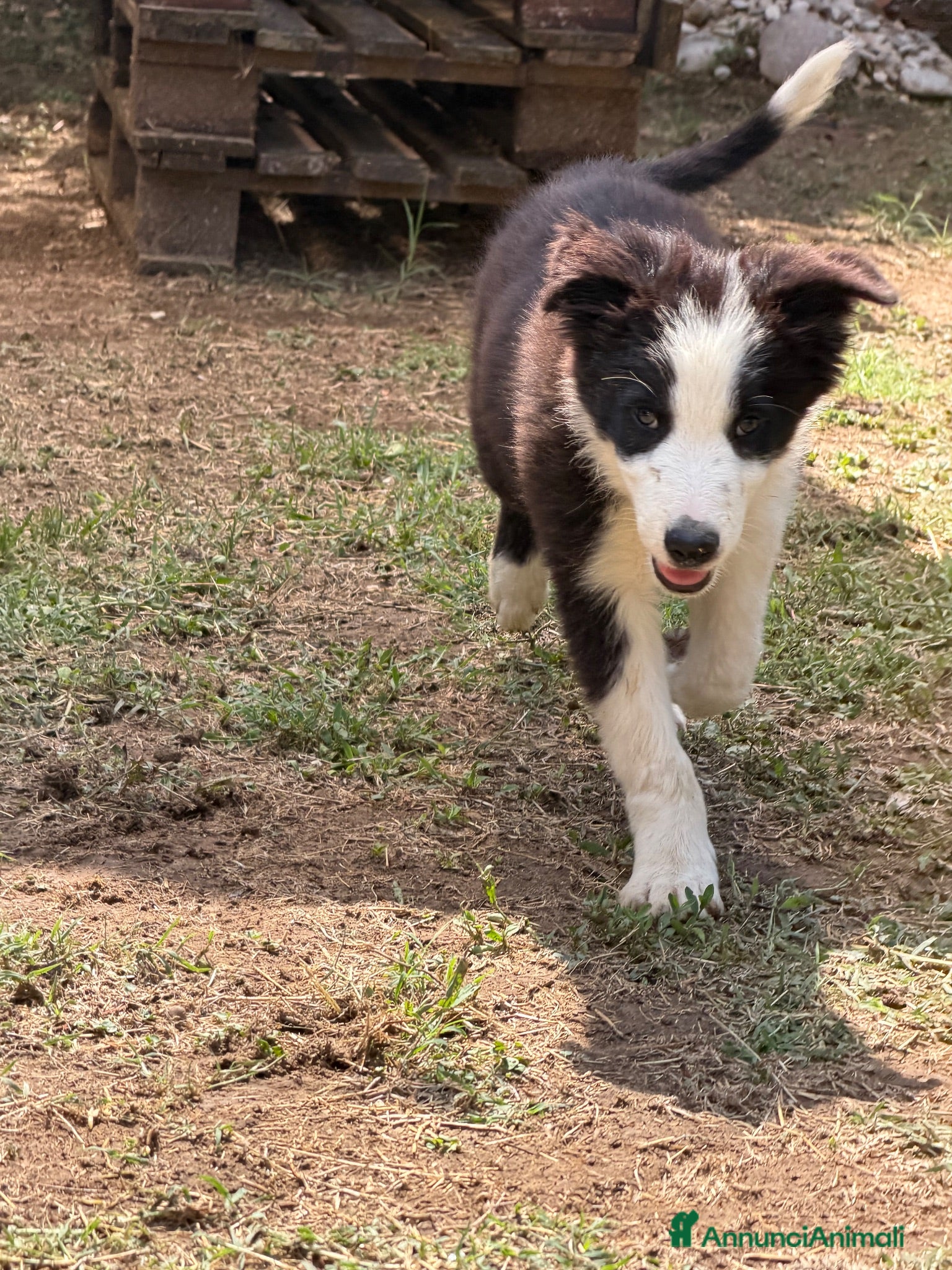 Border Collie cani Cucciolo maschio di Border collie - Annuncio 6