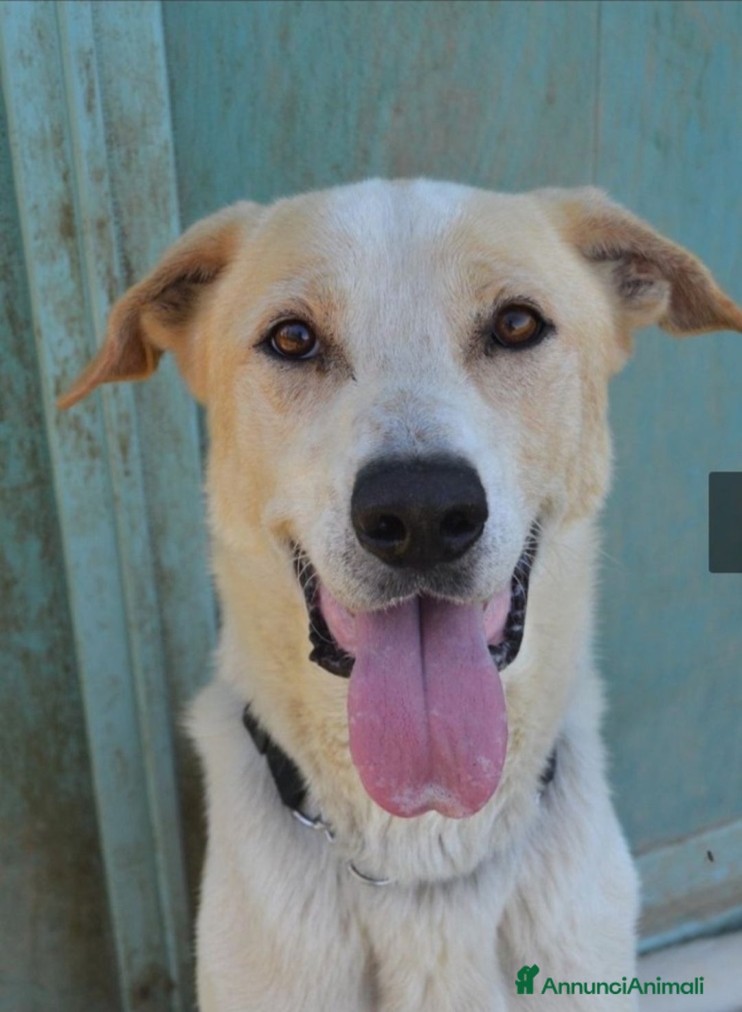 Meticcio cani in regalo: Toby splendido 5anni salito 6mesi fa.PAVIA a Città Metropolitana di Milano - Annuncio 3