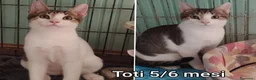 Altre razze gatti in regalo: GATTINI BISOGNOSI IN CERCA D'AMORE  a Città Metropolitana di Bologna - Annuncio 3