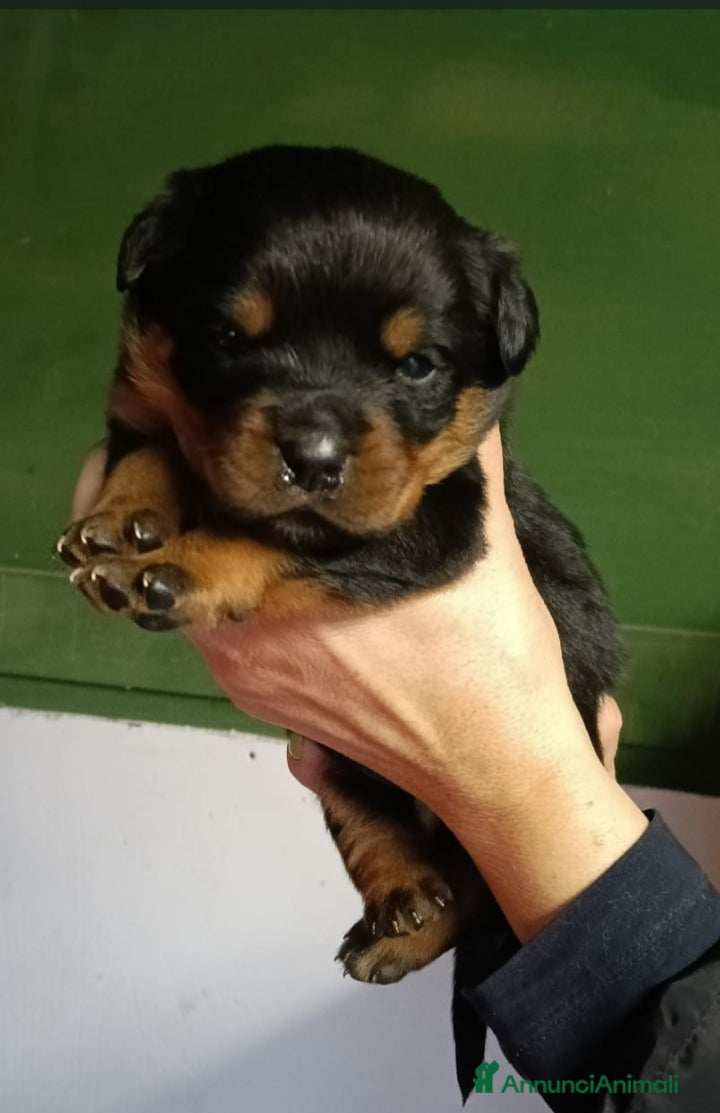 Rottweiler cani Cuccioli Rottweiler  - Annuncio 2
