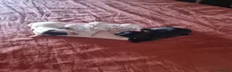 Chihuahua cani in vendita: Cuccioli di chihuahua toy  - Annuncio 17