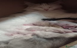 Siberiano gatti in vendita: Siberiano  a Provincia di Varese - Immagine 1
