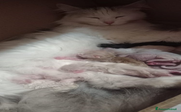 Siberiano gatti a Provincia di Varese - Annuncio 5