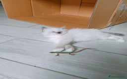 Siberiano gatti in vendita: Cuccioli Neva Masquerade disponibili  a Città Metropolitana di Torino - Immagine 4