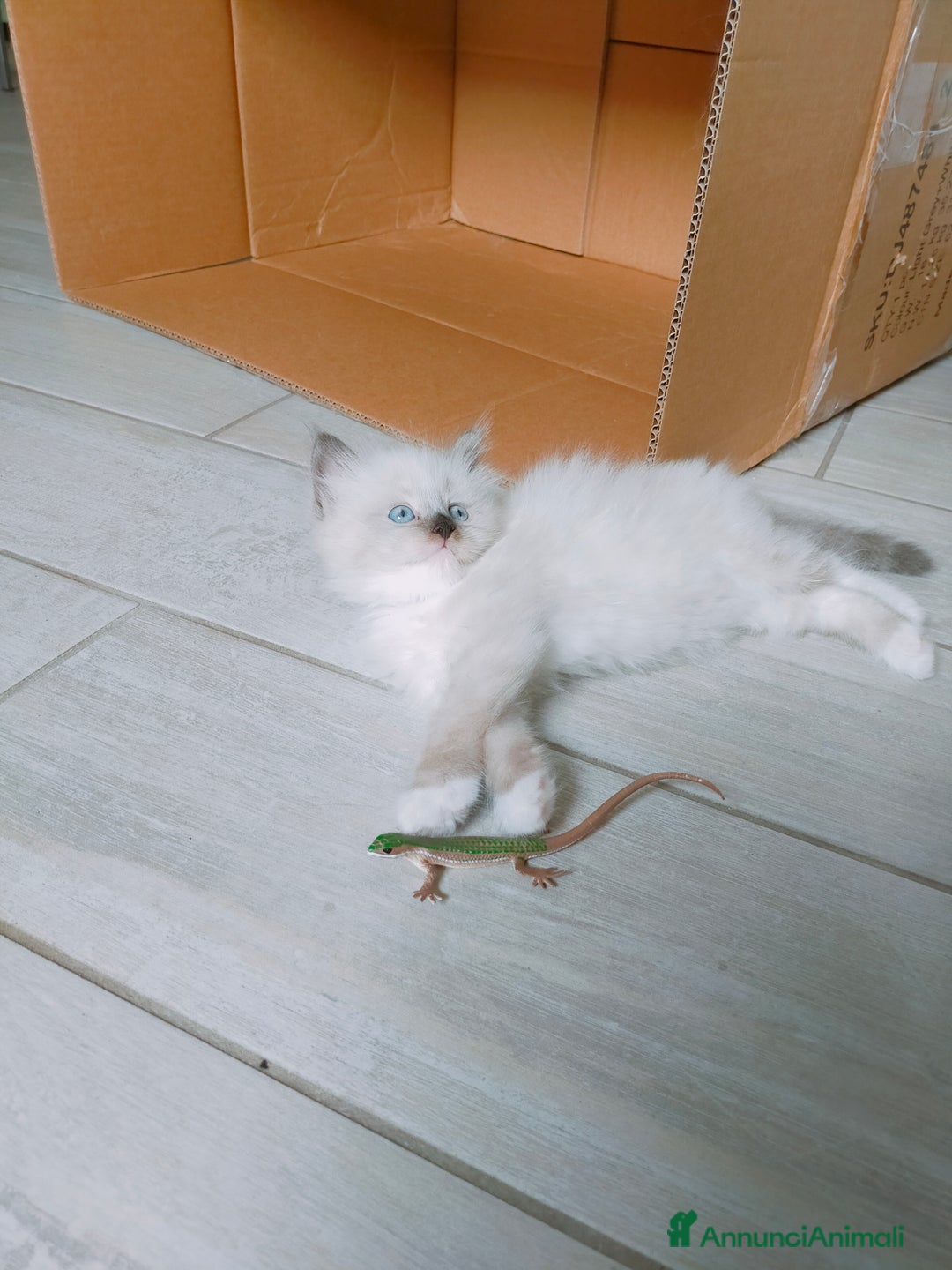 Siberiano gatti in vendita: Cuccioli Neva Masquerade disponibili  a Città Metropolitana di Torino - Immagine 4