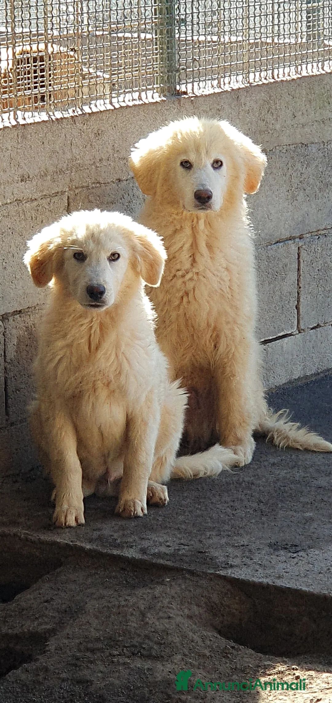 Pastore Maremmano cani in regalo: Maremmano cuccioli maschi in canile - Annuncio 1