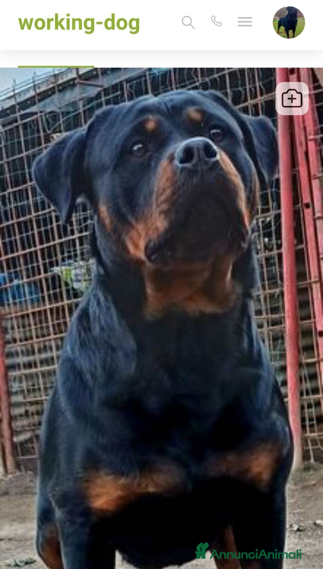 Rottweiler cani Disponibili cuccioli Rottweiler  - Annuncio 1