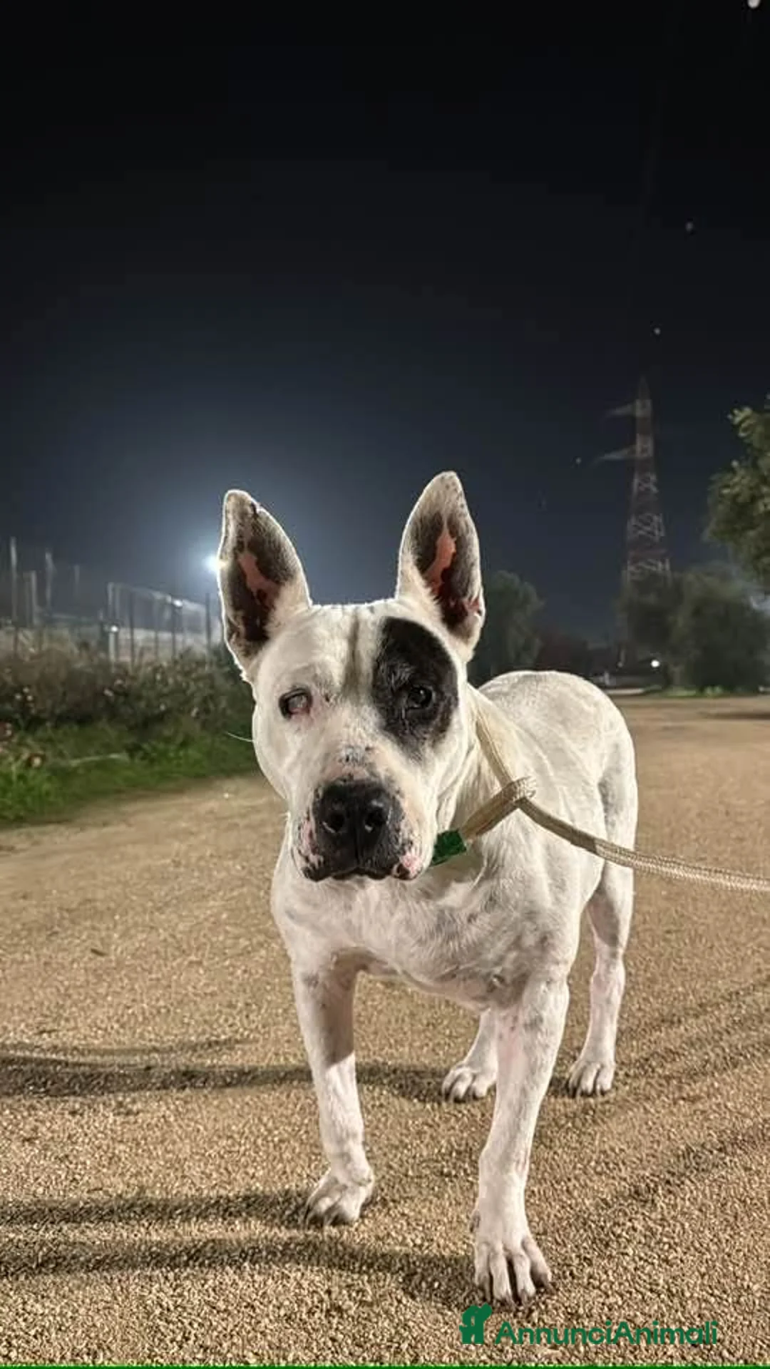 Meticcio cani in regalo: Magda, ci sarà pure qualcuno per te!!! a Città Metropolitana di Bari - Annuncio 4