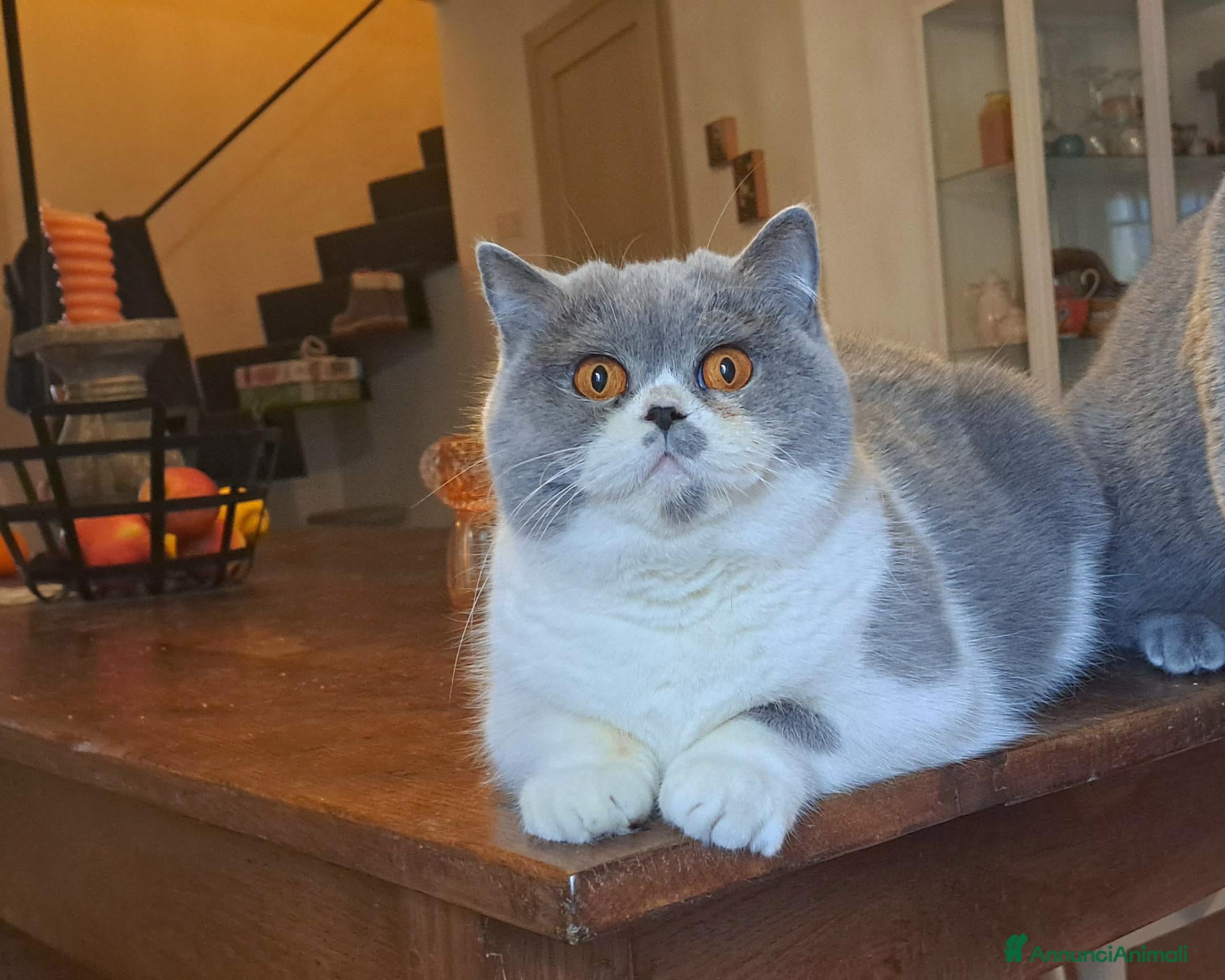 British gatti Cuccioli disponibili bicolore bianco blu e lilac - Annuncio 6