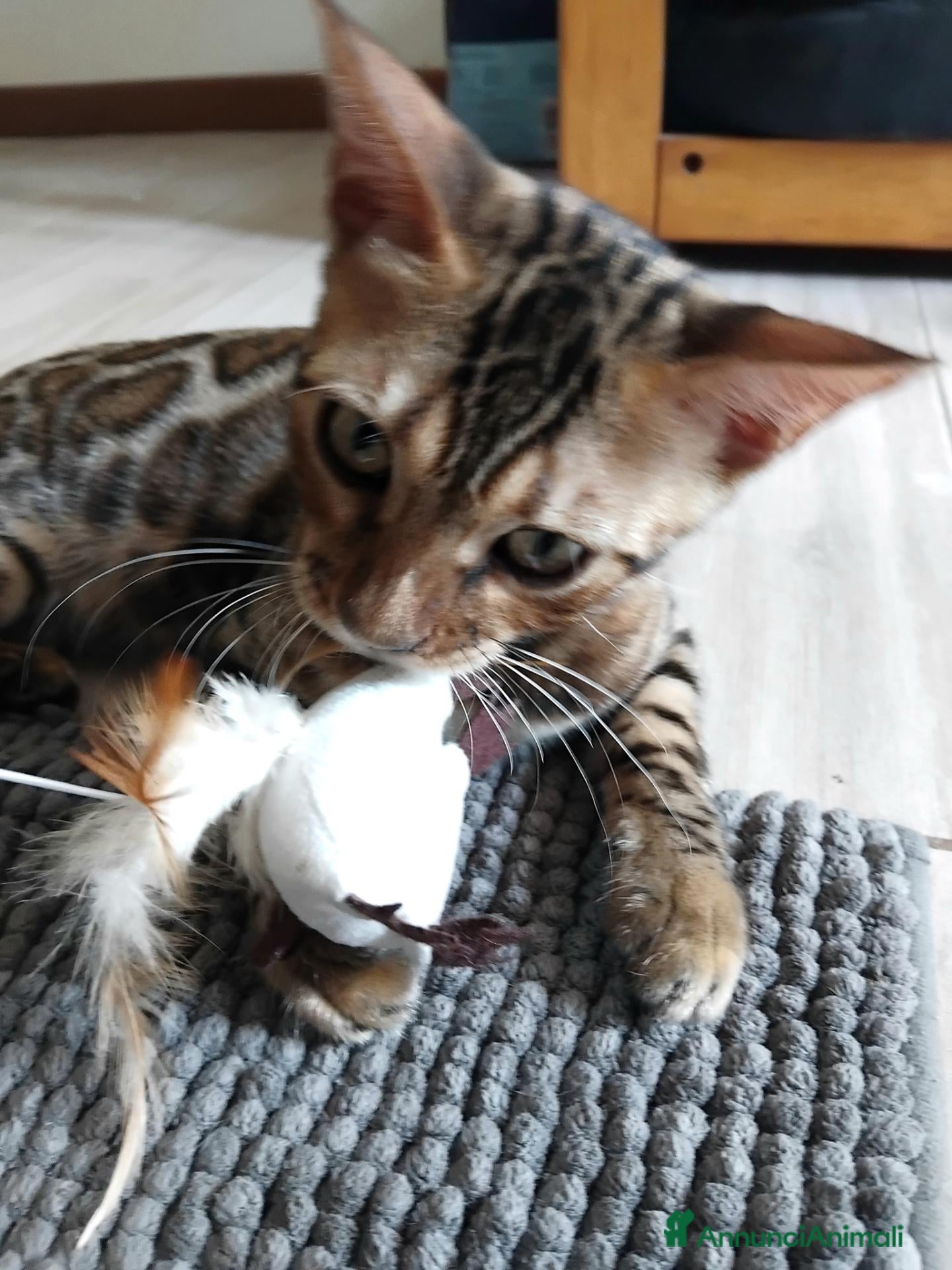 Bengala gatti in vendita: Dolcissimo gattino del bengala con pedigree AFSI  - Annuncio 1